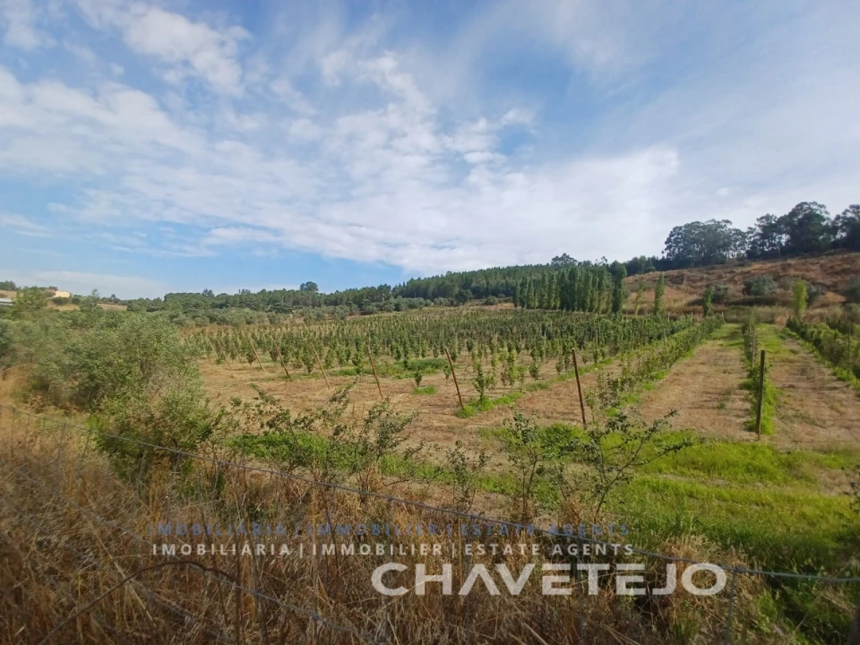 Quinta para Venda em Serra e Junceira Foto 23