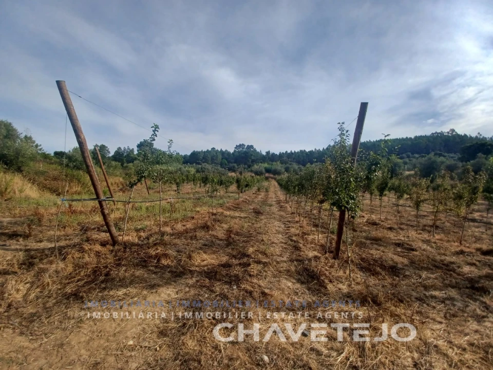 Quinta para Venda em Serra e Junceira Foto 25