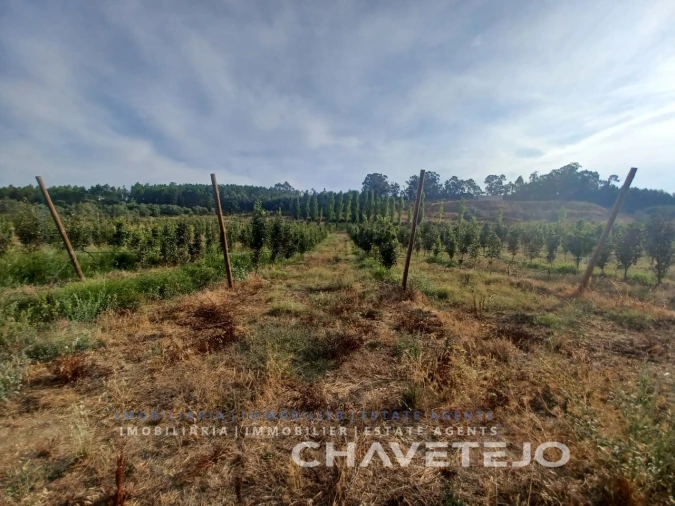 Quinta para Venda em Serra e Junceira Foto 4