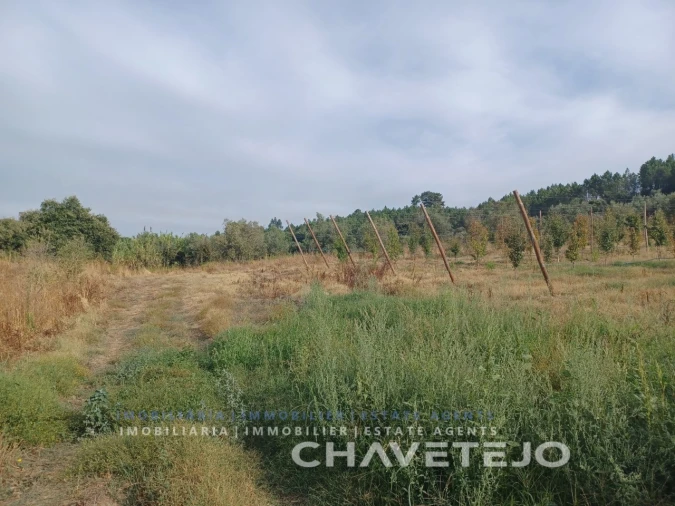 Quinta para Venda em Serra e Junceira Foto 11