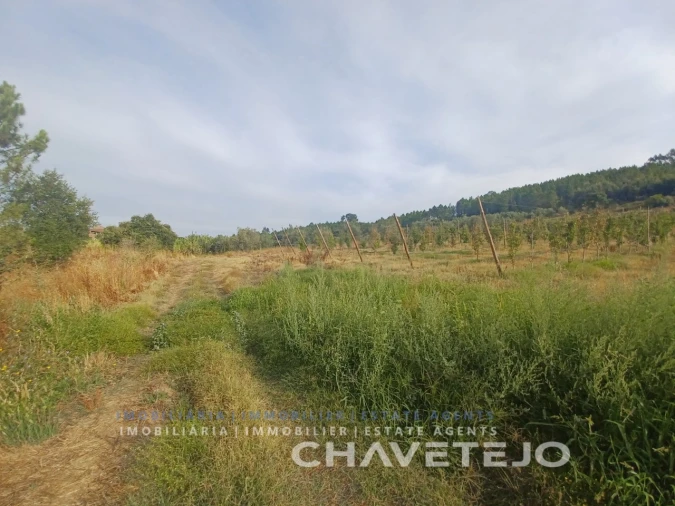 Quinta para Venda em Serra e Junceira Foto 12
