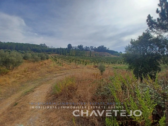 Quinta para Venda em Serra e Junceira Foto 21
