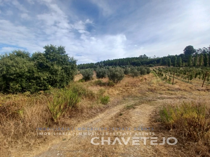 Quinta para Venda em Serra e Junceira Foto 22