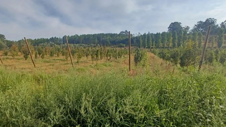 Quinta para Venda em Serra e Junceira