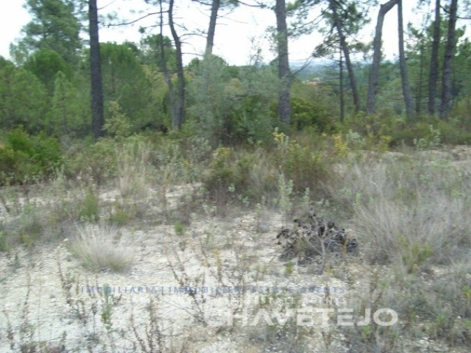 Terreno para Venda em Carregueiros Foto 4