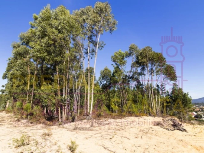 Terreno para Venda em Pampilhosa Foto 2