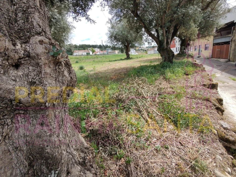 Terreno para Venda em São Martinho do Bispo e Ribeira de Frades Foto 7