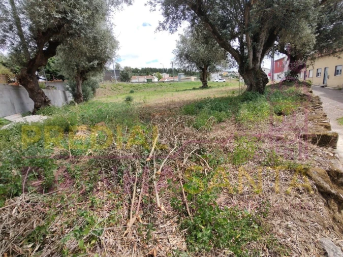 Terreno para Venda em São Martinho do Bispo e Ribeira de Frades Foto 5