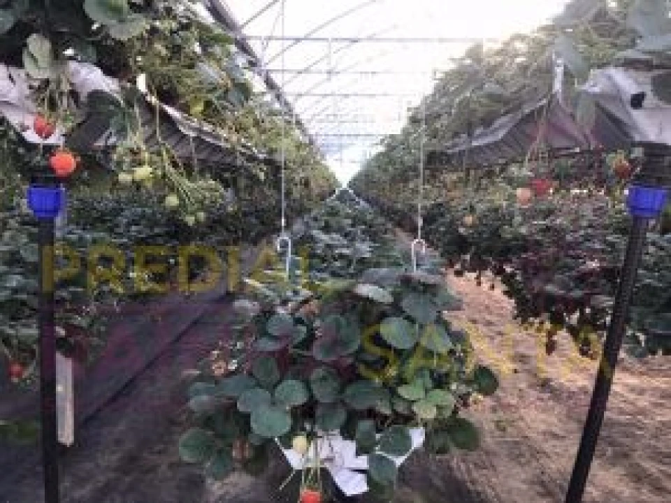 Terreno para Venda em Samuel Foto 13