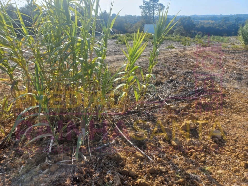 Terreno Agricola ou Rústico para Venda em Vila Chã de Ourique Foto 5