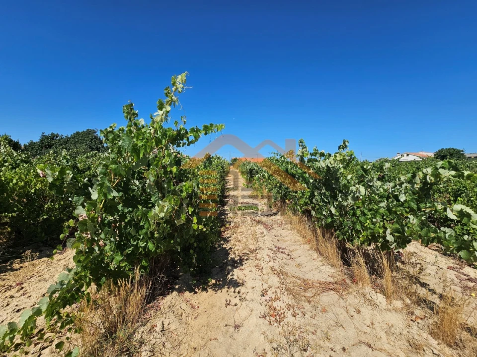 Terreno para Venda em Poceirão e Marateca Foto 12