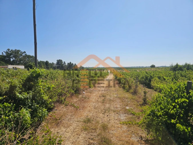 Terreno para Venda em Poceirão e Marateca Foto 3