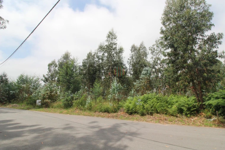 Terreno Comércio / Armazém para Venda em Águeda e Borralha Foto 1