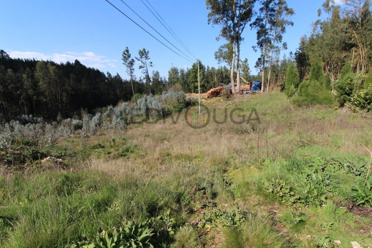 Terreno para Venda em Belazaima do Chão, Castanheira do Vouga e Agadão