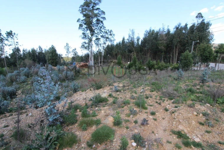Terreno para Venda em Belazaima do Chão, Castanheira do Vouga e Agadão Foto 4