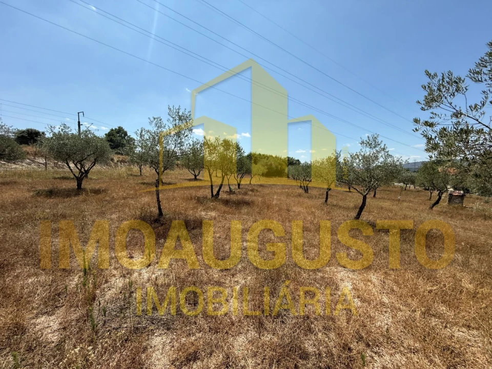 Terreno para Venda em Baraçal Foto 4