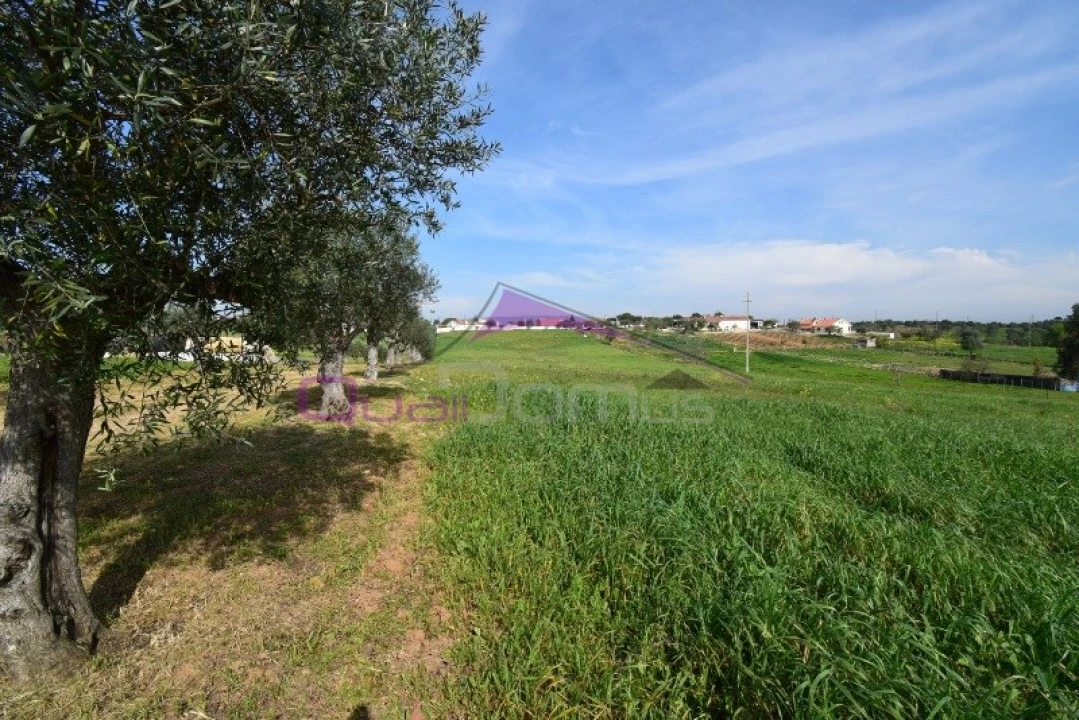 Terreno Agricola ou Rústico para Venda em Brogueira, Parceiros de Igreja e Alcorochel Foto 5