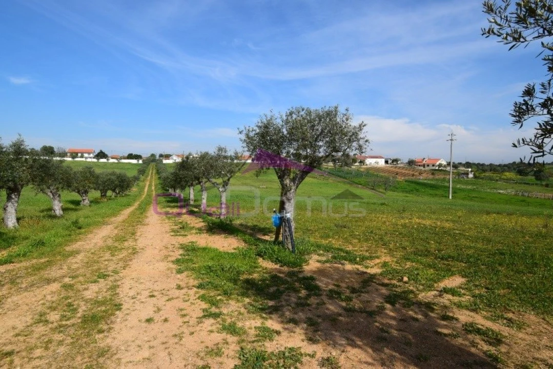 Terreno Agricola ou Rústico para Venda em Brogueira, Parceiros de Igreja e Alcorochel Foto 8