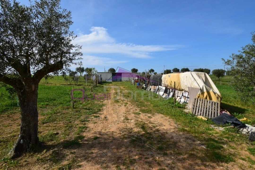 Terreno Agricola ou Rústico para Venda em Brogueira, Parceiros de Igreja e Alcorochel Foto 9