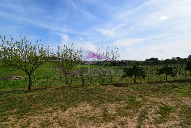 Terreno Agricola ou Rústico para Venda em Brogueira, Parceiros de Igreja e Alcorochel Foto 2