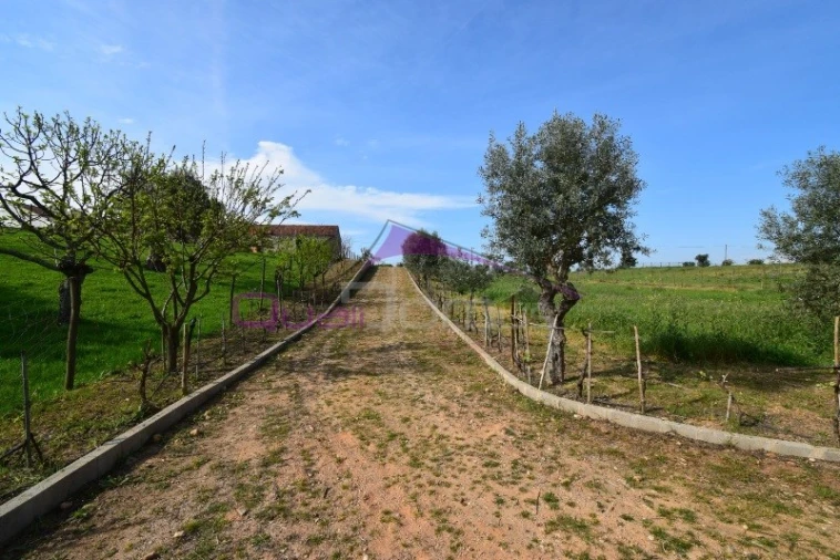 Terreno Agricola ou Rústico para Venda em Brogueira, Parceiros de Igreja e Alcorochel Foto 3