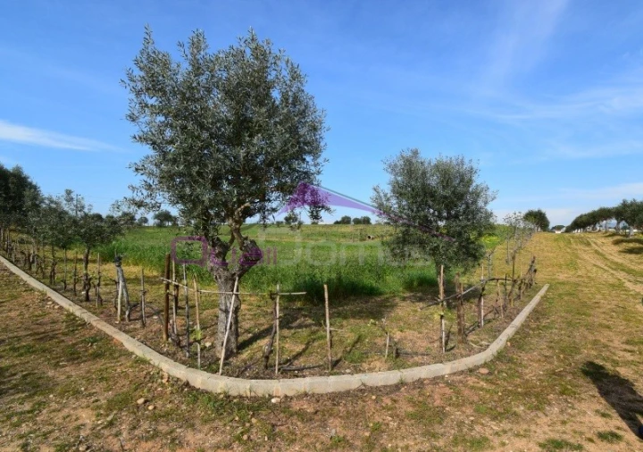 Terreno Agricola ou Rústico para Venda em Brogueira, Parceiros de Igreja e Alcorochel Foto 4
