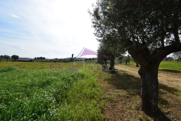 Terreno Agricola ou Rústico para Venda em Brogueira, Parceiros de Igreja e Alcorochel Foto 6