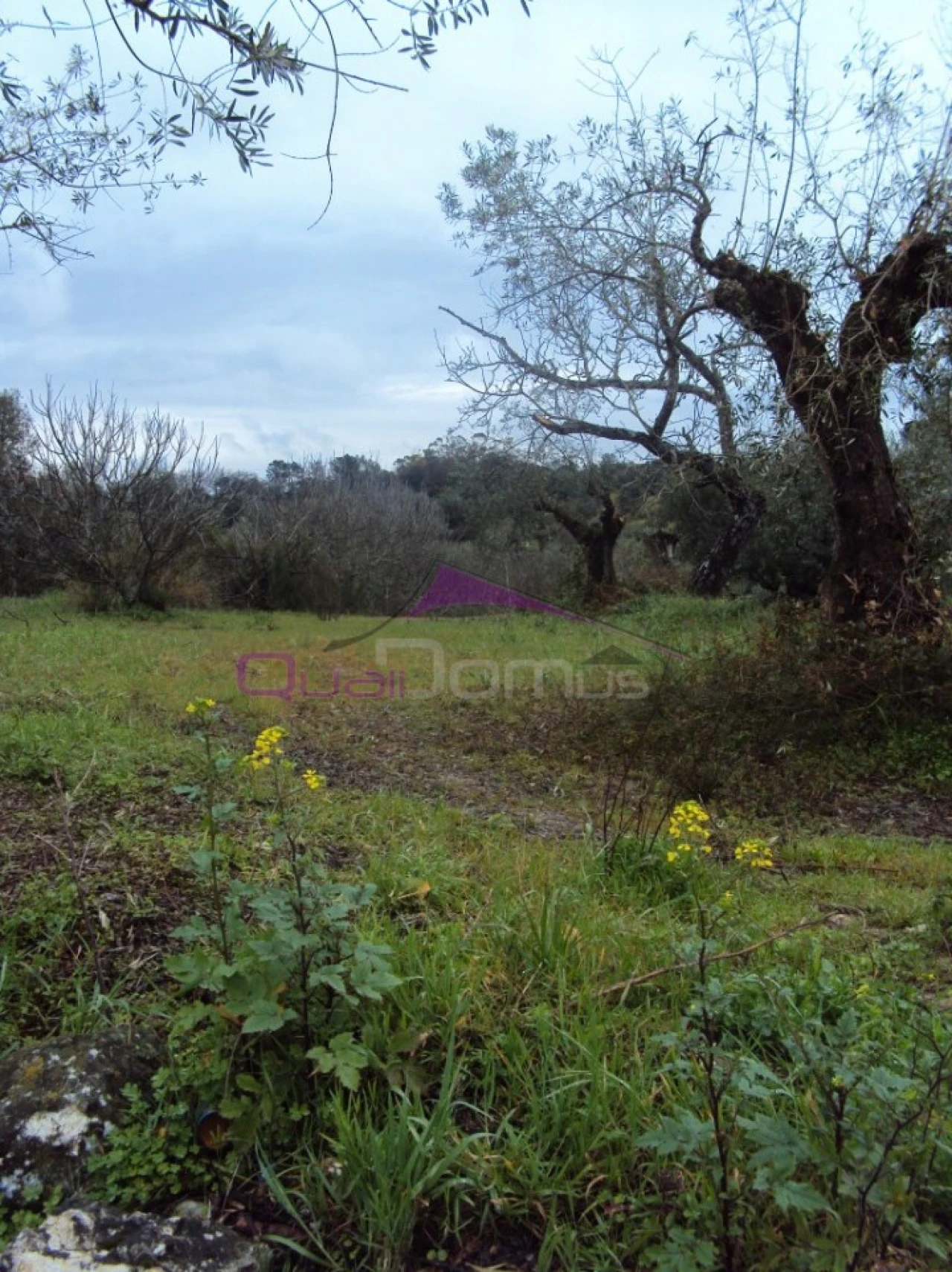 Terreno Agricola ou Rústico para Venda em Olaia e Paço Foto 1