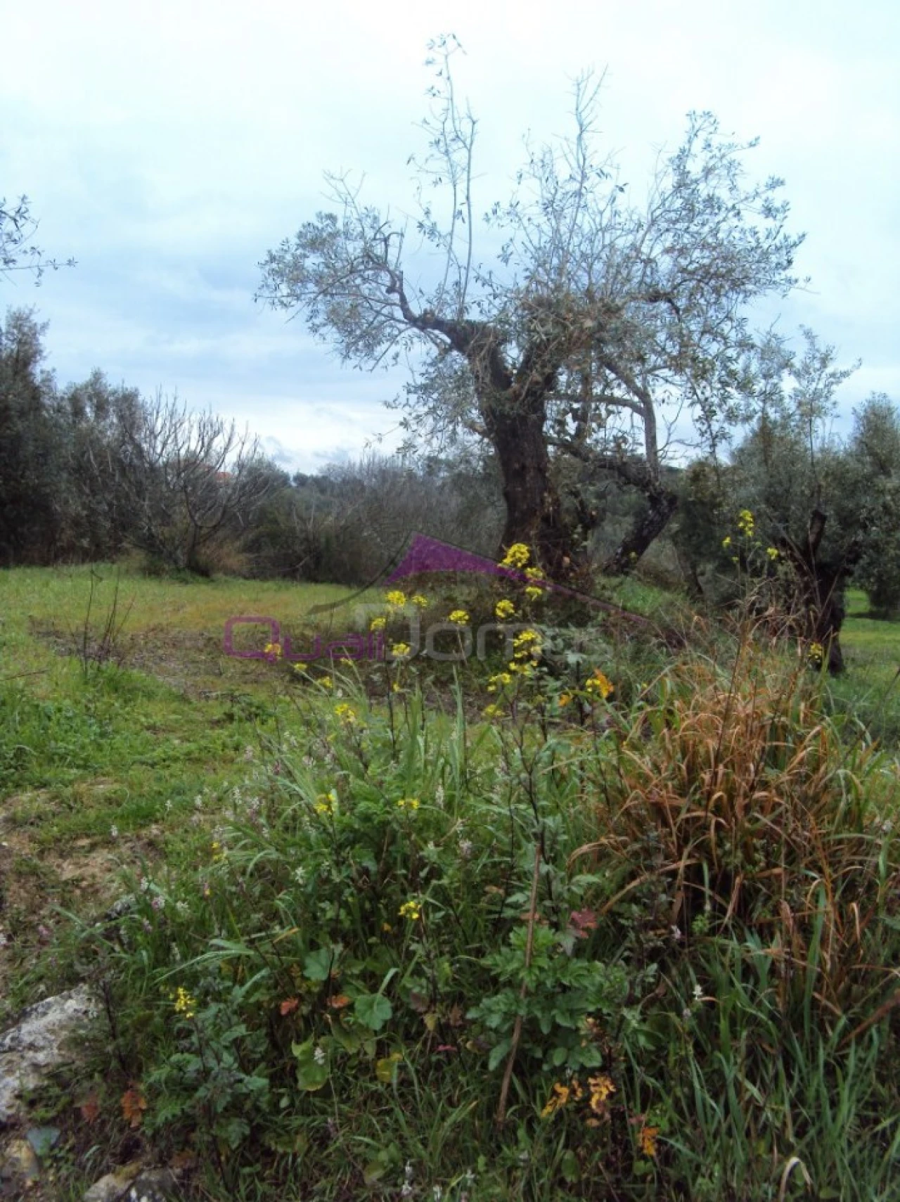 Terreno Agricola ou Rústico para Venda em Olaia e Paço Foto 3
