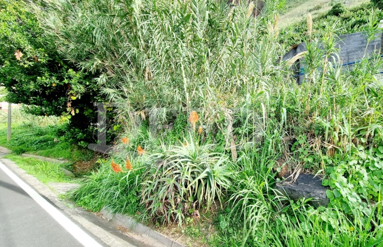 Terreno para Venda em Paul do Mar Foto 3