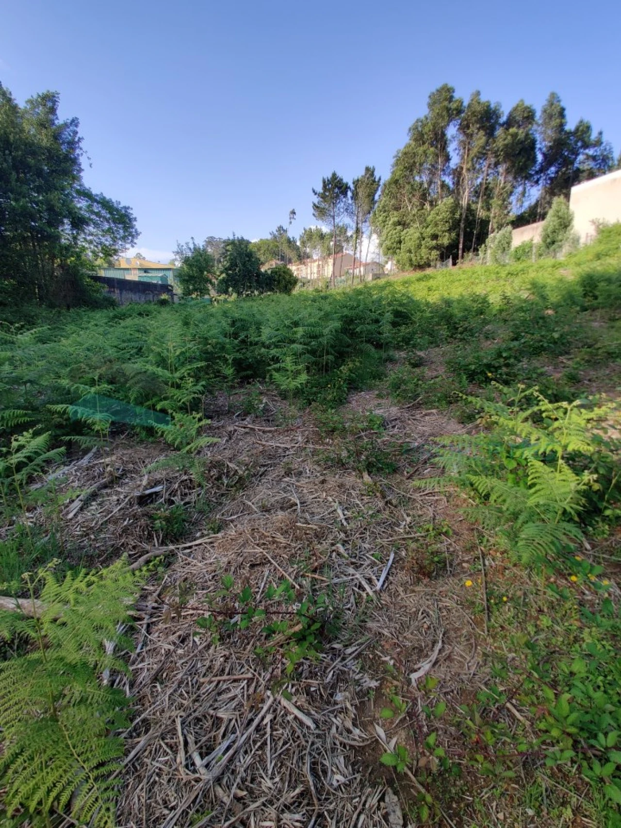 Terreno para Venda em Grijó e Sermonde Foto 5