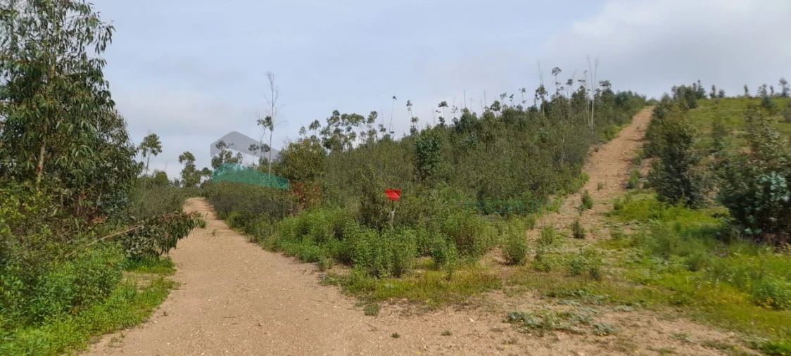 Terreno para Venda em Saboia Foto 1