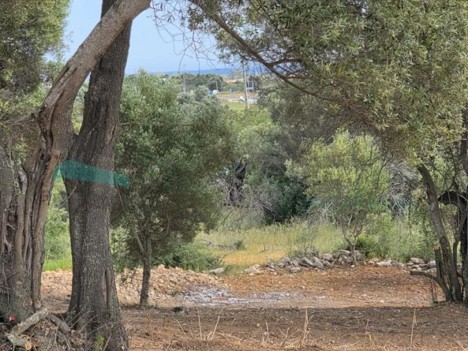 Terreno Agricola ou Rústico para Venda em Boliqueime Foto 9