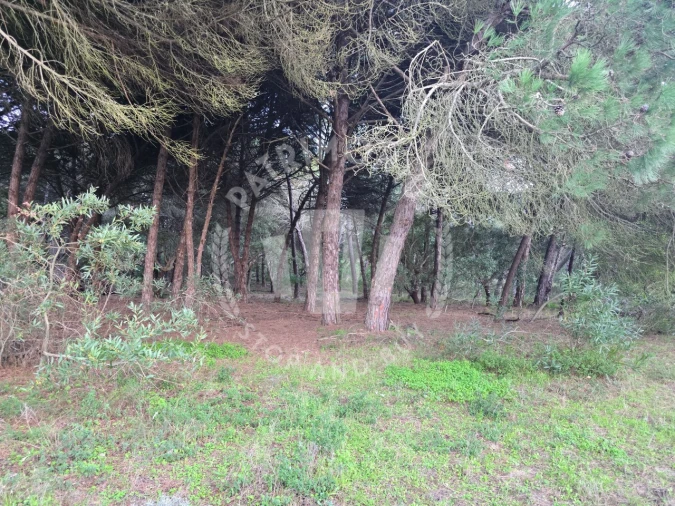 Terreno Agricola ou Rústico para Venda em Sines