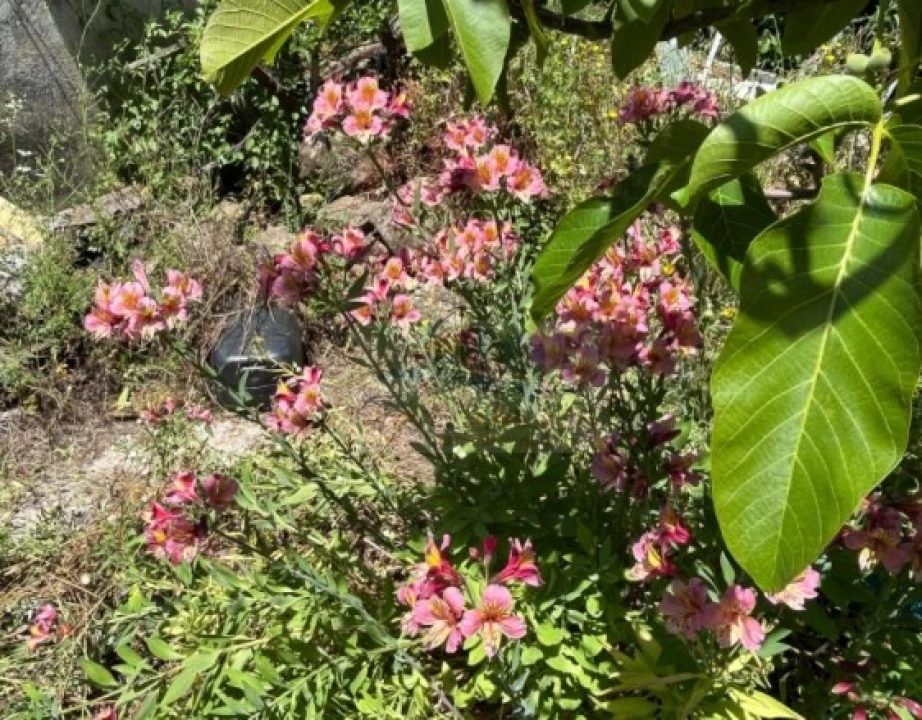 Terreno para Venda em Santa Maria, São Pedro e Matacães Foto 3