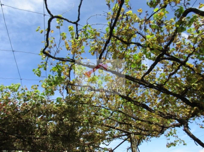 Quinta T5 para Venda em Roriz Foto 2