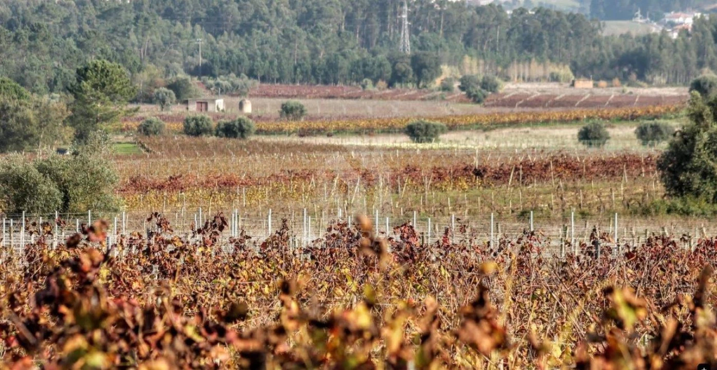 Terreno para Venda em São Lourenço do Bairro Foto 12