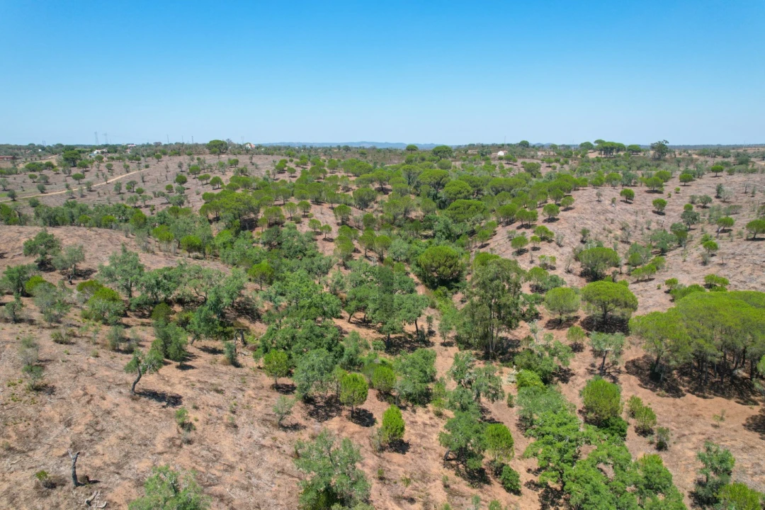 Terreno para Venda em São Francisco da Serra Foto 18