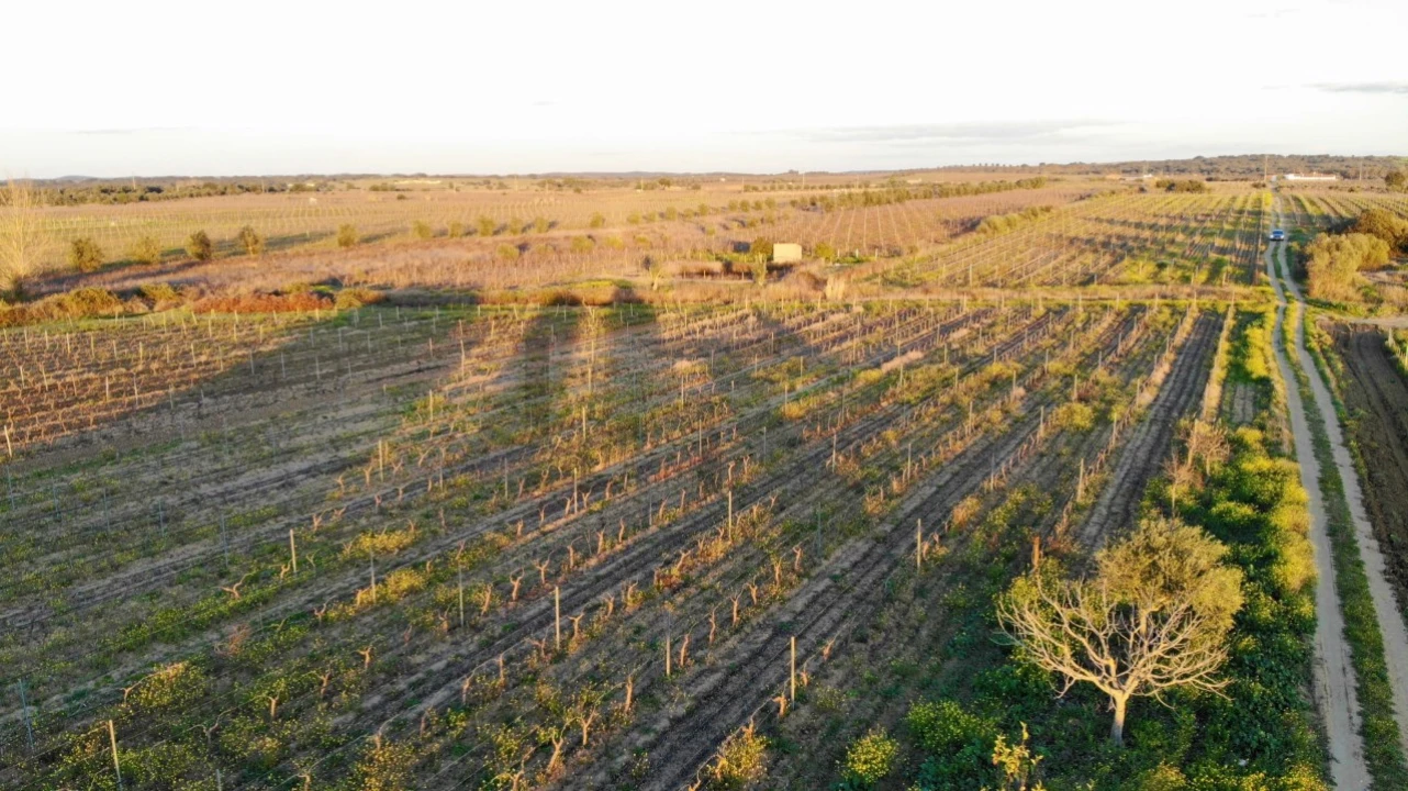 Terreno para Venda em Reguengos de Monsaraz Foto 16