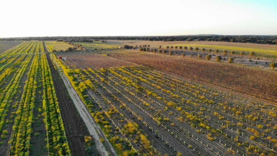 Terreno para Venda em Reguengos de Monsaraz Foto 3
