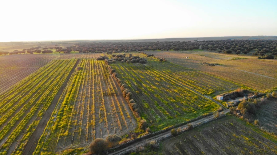 Terreno para Venda em Reguengos de Monsaraz Foto 14