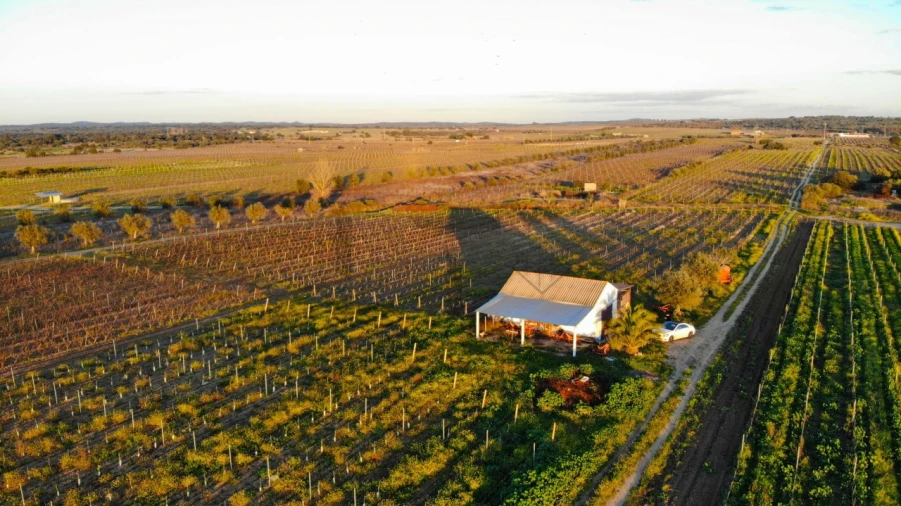 Terreno para Venda em Reguengos de Monsaraz Foto 15