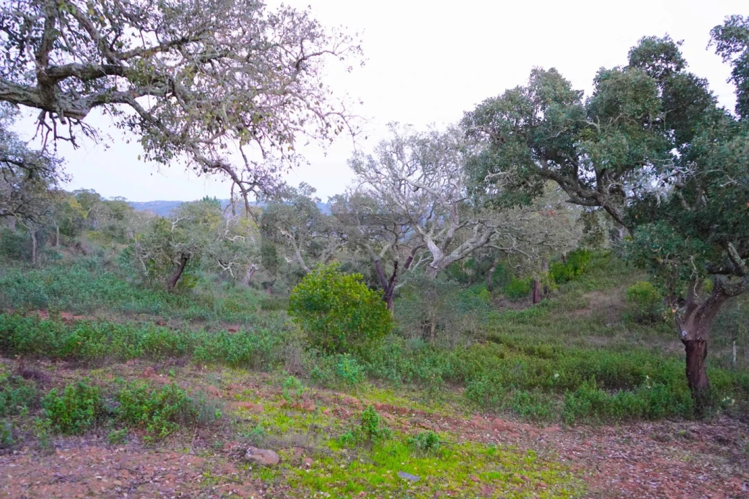 Terreno para Venda em Grândola e Santa Margarida da Serra Foto 21