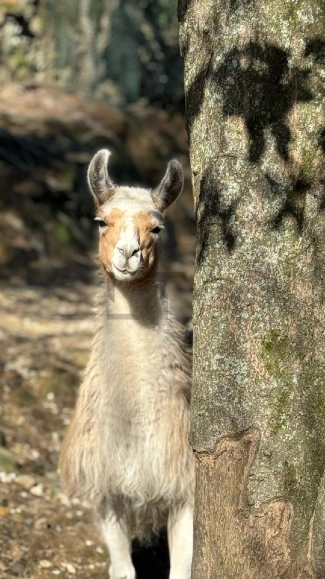 Quinta T7 para Venda em Pessegueiro do Vouga Foto 30