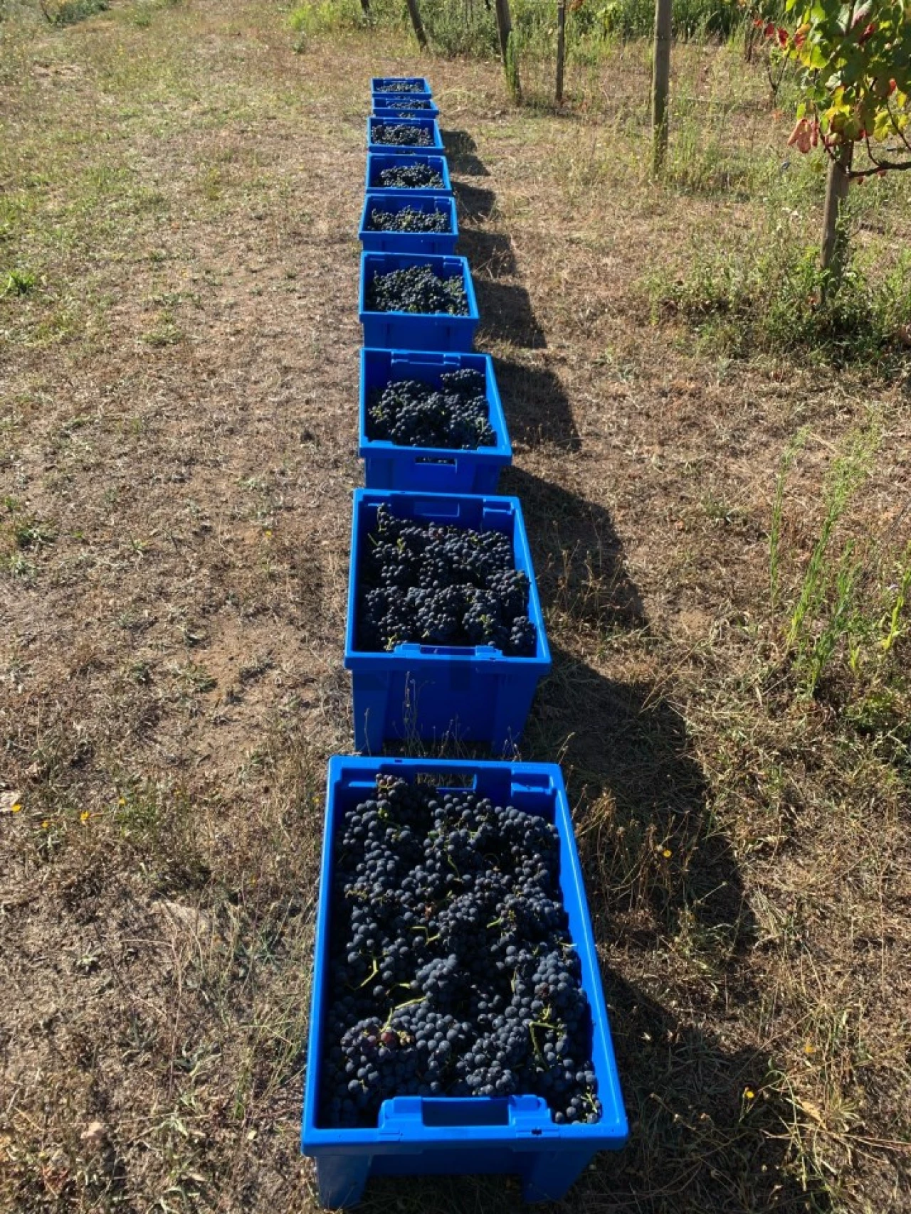 Quinta T7 para Venda em Pessegueiro do Vouga Foto 42