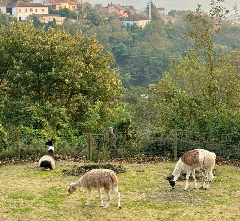 Quinta T7 para Venda em Pessegueiro do Vouga Foto 46