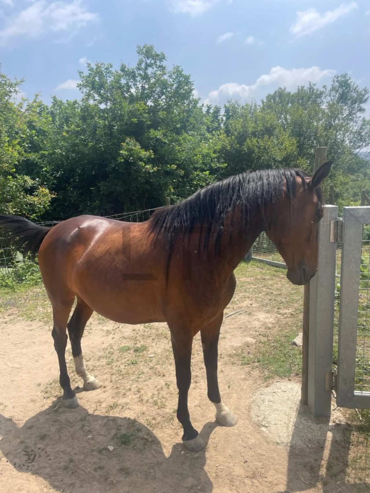 Quinta T7 para Venda em Pessegueiro do Vouga Foto 51