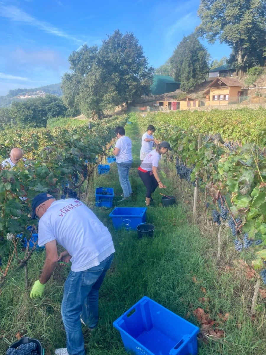 Quinta T7 para Venda em Pessegueiro do Vouga Foto 9