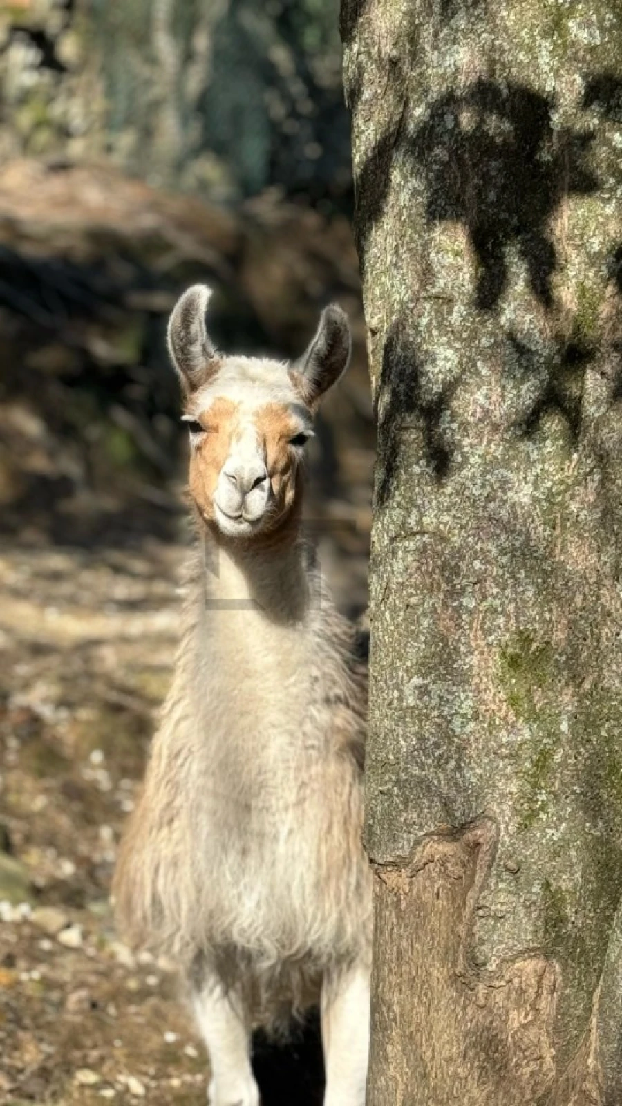 Quinta T7 para Venda em Pessegueiro do Vouga Foto 30