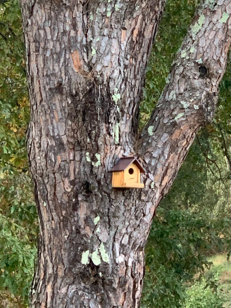 Quinta T7 para Venda em Pessegueiro do Vouga Foto 32